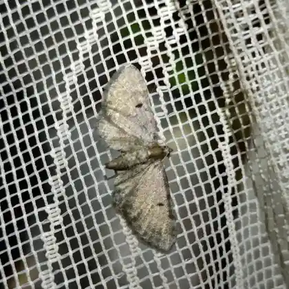 Foto von Hochstauden-Blütenspanner (Eupithecia extraversaria)