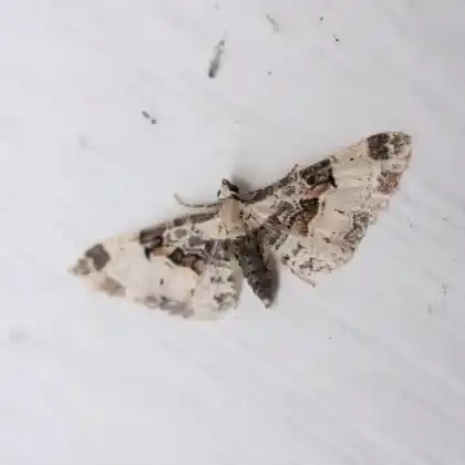 Foto von Kamillen-Blütenspanner (Eupithecia extremata)