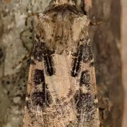 Foto von Rindengraue Erdeule (Agrotis clavis)