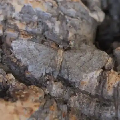 Foto von Waldreben-Blütenspanner (Eupithecia haworthiata)