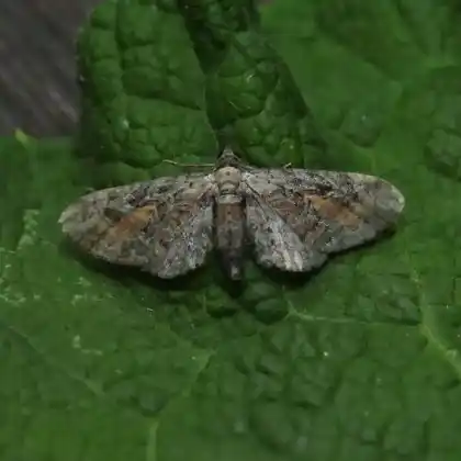 Foto von Gehölzstaudenflur-Blütenspanner (Eupithecia icterata)