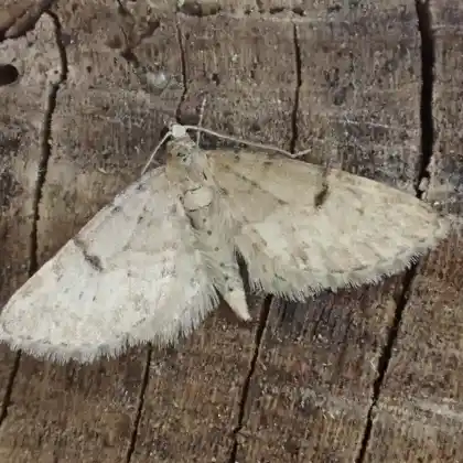 Foto von Kiefern-Blütenspanner (Eupithecia indigata)