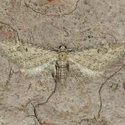 Foto von Beifuß-Blütenspanner (Eupithecia innotata)