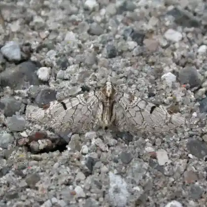 Foto von Obsthain-Blütenspanner (Eupithecia insigniata)