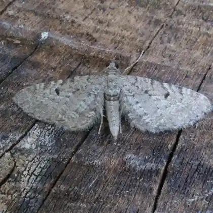Foto von Wacholder-Blütenspanner (Eupithecia intricata)