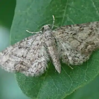 Foto von Feldahorn-Blütenspanner (Eupithecia inturbata)