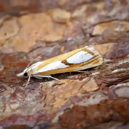 Foto von Breitflügelige Erdeule (Agrotis crassa)