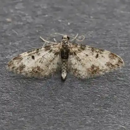 Foto von Weißer Eichen-Blütenspanner (Eupithecia irriguata)