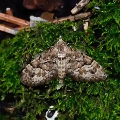 Foto von Tannen-Blütenspanner (Eupithecia lanceata)