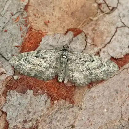 Foto von Lärchen-Blütenspanner (Eupithecia lariciata)