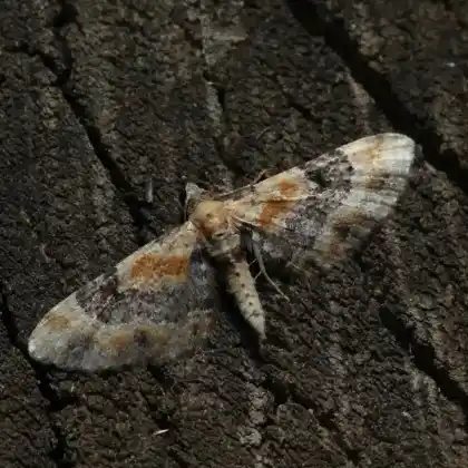 Foto von Leinkraut-Blütenspanner (Eupithecia linariata)