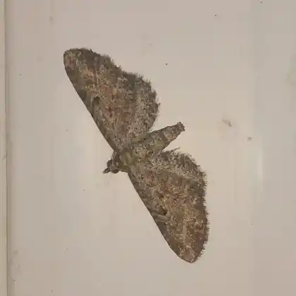 Foto von Schafgarben-Blütenspanner (Eupithecia millefoliata)