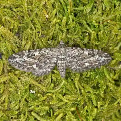 Foto von Gebänderter Heidekraut-Blütenspanner (Eupithecia nanata)