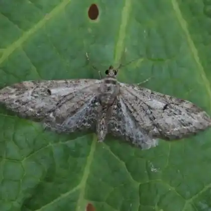 Foto von Pinkers Beifuß-Blütenspanner (Eupithecia ochridata)