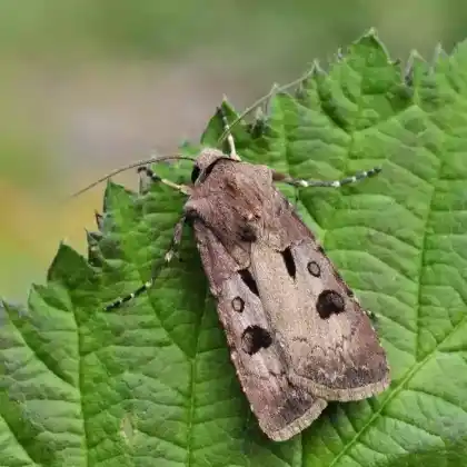 Foto von Braungraue Gras-Erdeule (Agrotis exclamationis)