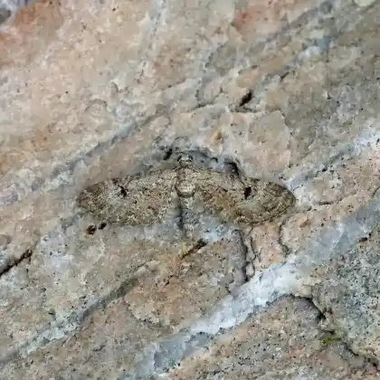 Foto von Bibernellen-Blütenspanner (Eupithecia pimpinellata)