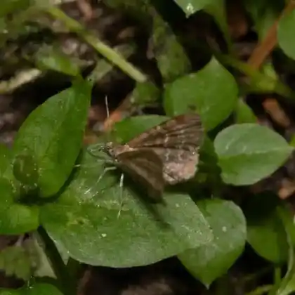 Foto von Wachtelweizen-Blütenspanner (Eupithecia plumbeolata)