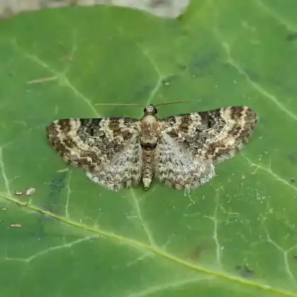 Foto von Fingerhut-Blütenspanner (Eupithecia pulchellata)