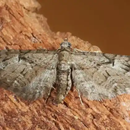 Foto von Grauer Wacholder-Blütenspanner (Eupithecia pusillata)