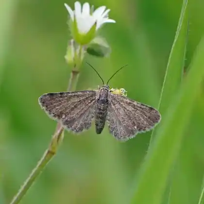 Foto von Hornmieren-Blütenspanner (Eupithecia pygmaeata)