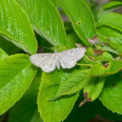 Foto von Flockenblumen-Blütenspanner (Eupithecia satyrata)