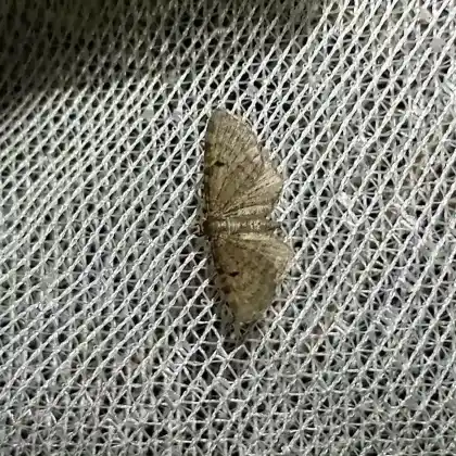 Foto von Haarstrang-Blütenspanner (Eupithecia selinata)