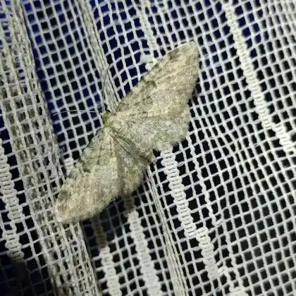 Foto von Felssteppen-Blütenspanner (Eupithecia semigraphata)