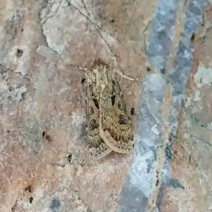 Foto von Strand-Erdeule (Agrotis ripae)