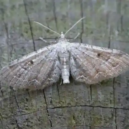 Foto von Gänsefuß-Blütenspanner (Eupithecia simpliciata)