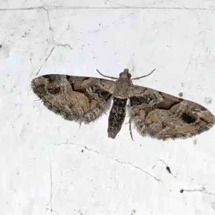 Foto von Melden-Blütenspanner (Eupithecia sinuosaria)