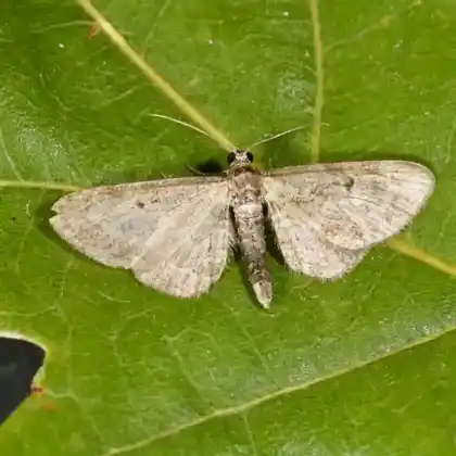 Foto von Waldkräuter-Blütenspanner (Eupithecia subfuscata)
