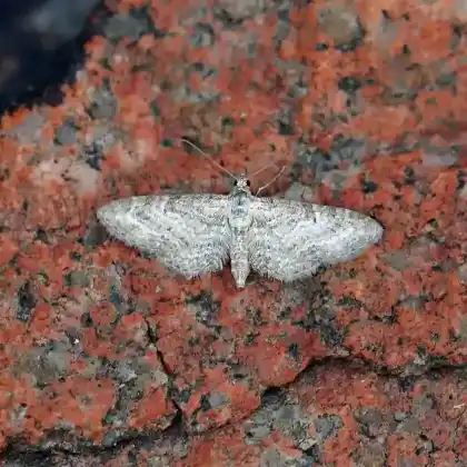 Foto von Skabiosen-Blütenspanner (Eupithecia subumbrata)