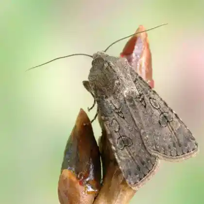 Foto von Saateule (Agrotis segetum)