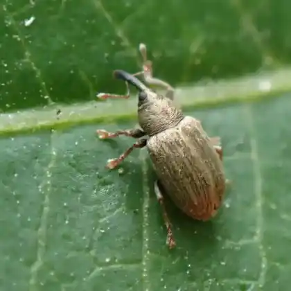 Foto von  (Acalyptus carpini)