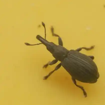 Foto von  (Aizobius sedi)
