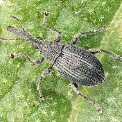 Foto von  (Alocentron curvirostre)
