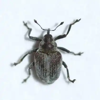 Foto von  (Amalorrhynchus melanarius)