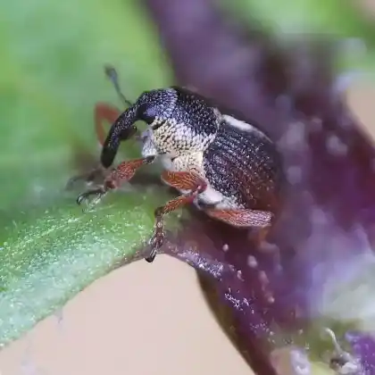 Foto von  (Amalus scortillum)