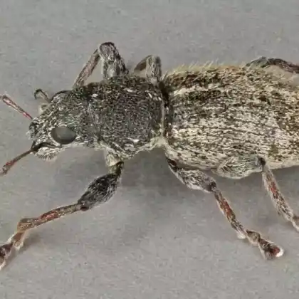 Foto von  (Andrion regensteinense)
