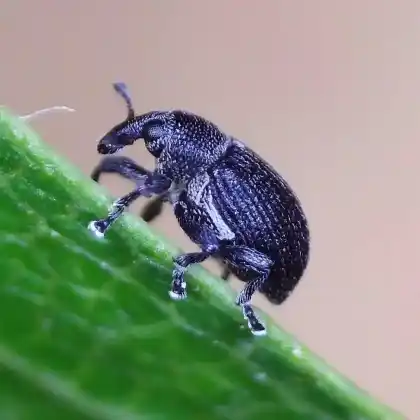 Foto von Gewöhnlicher Stummelrüssler (Anoplus plantaris)