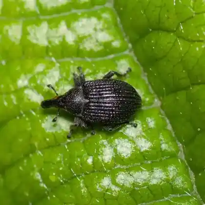 Foto von  (Anoplus roboris)