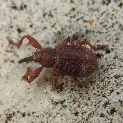 Foto von  (Anthonomus bituberculatus)