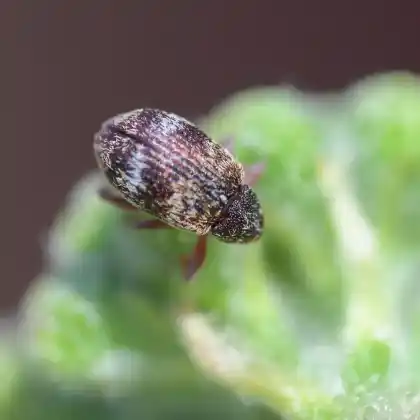 Foto von  (Anthonomus conspersus)