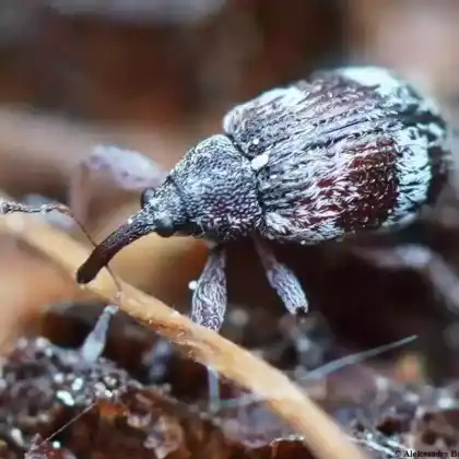 Foto von  (Anthonomus humeralis)