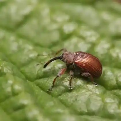 Foto von  (Anthonomus phyllocola)