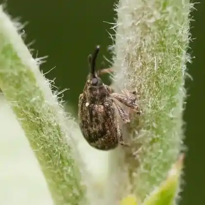 Foto von Apfelblütenstecher (Anthonomus pomorum)