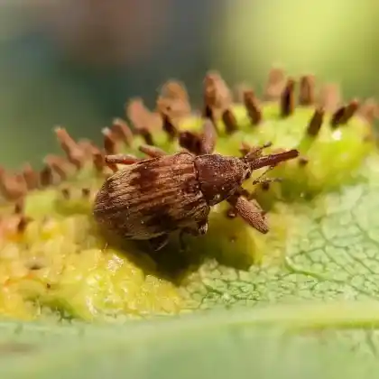 Foto von  (Anthonomus rectirostris)