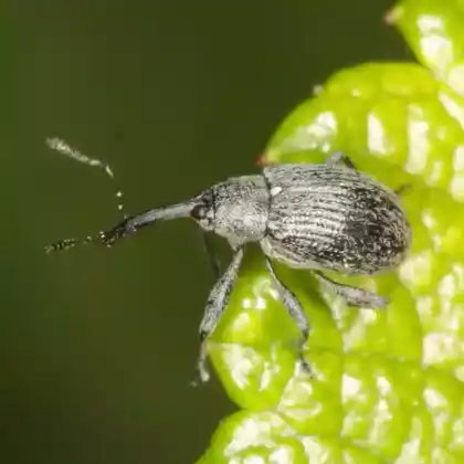 Foto von Erdbeerblütenstecher (Anthonomus rubi)