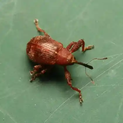 Foto von  (Anthonomus ulmi)