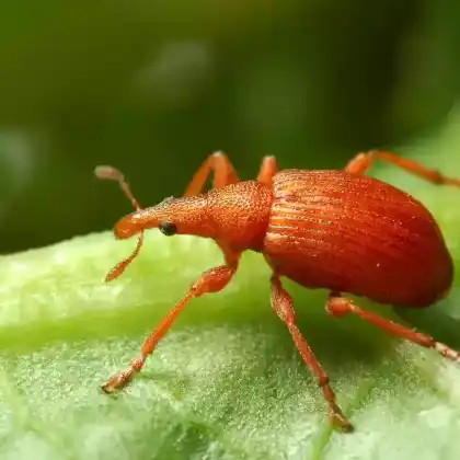 Foto von Mennigroter Ampfer-Spitzmausrüssler (Apion frumentarium)